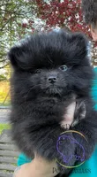 AKC GEORGE, a male Pomeranian for sale in Watkins Glen, NY – 4 of 8