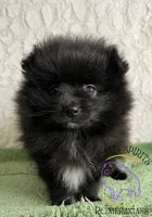 AKC FERNANDO , a male Pomeranian for sale in Watkins Glen, NY – 4 of 8