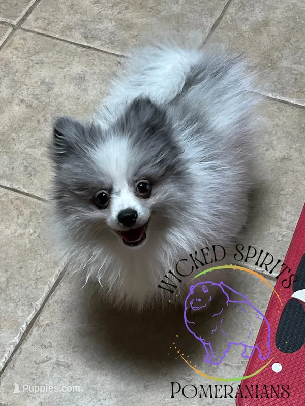 AKC BATMAN – Pomeranian puppy for sale in Watkins Glen, NY