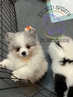 AKC BATMAN, a male Pomeranian for sale in Watkins Glen, NY – 8 of 8