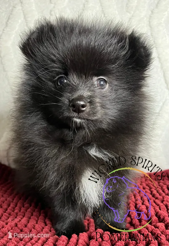 AKC FERNANDO  – Pomeranian puppy for sale in Watkins Glen, NY