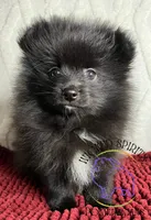 AKC FERNANDO , a male Pomeranian for sale in Watkins Glen, NY – 1 of 8