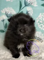 AKC FERNANDO , a male Pomeranian for sale in Watkins Glen, NY – 7 of 8
