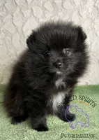 AKC FERNANDO , a male Pomeranian for sale in Watkins Glen, NY – 5 of 8