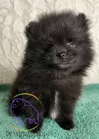 AKC GEORGE, a male Pomeranian for sale in Watkins Glen, NY – 7 of 8