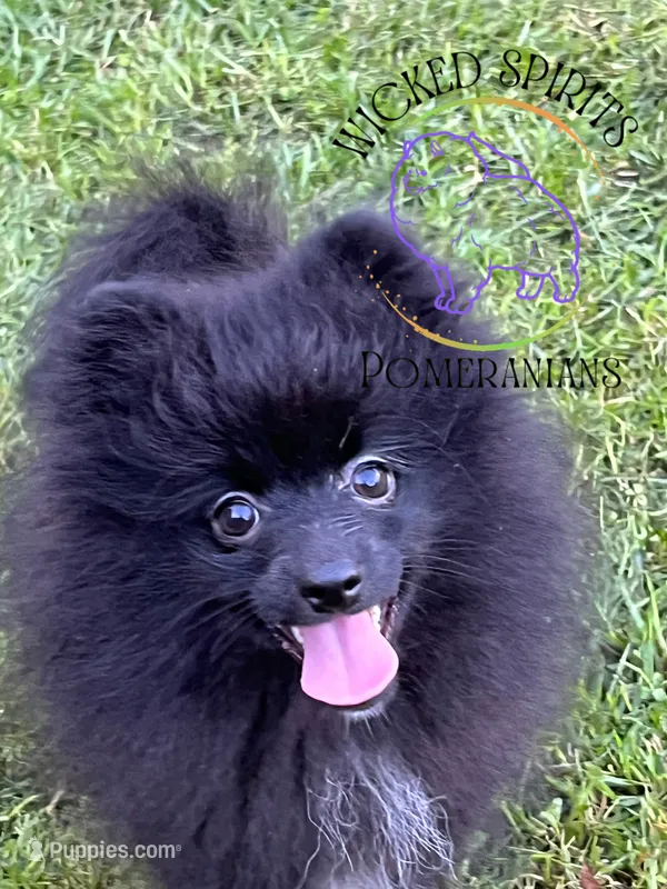 AKC FERNANDO  – Pomeranian puppy for sale in Watkins Glen, NY