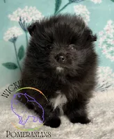 AKC FERNANDO , a male Pomeranian for sale in Watkins Glen, NY – 6 of 8