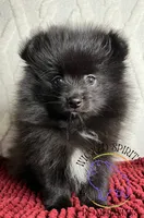 AKC FERNANDO , a male Pomeranian for sale in Watkins Glen, NY – 3 of 8