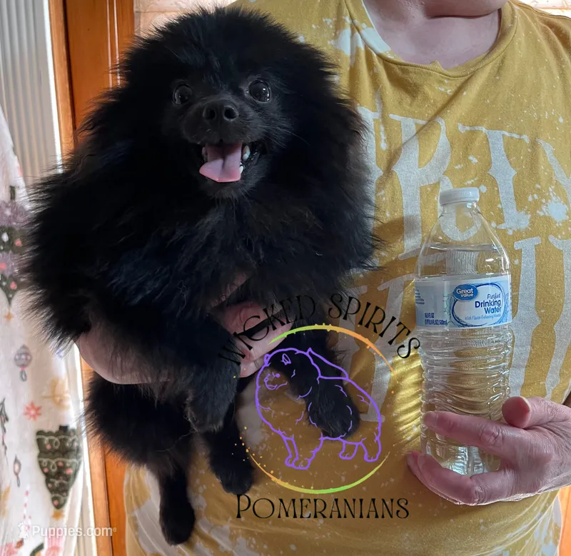 GEORGE – Pomeranian puppy for sale in Watkins Glen, NY