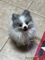 AKC BATMAN, a male Pomeranian for sale in Watkins Glen, NY – 3 of 8