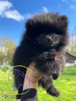 AKC GEORGE, a male Pomeranian for sale in Watkins Glen, NY – 6 of 8