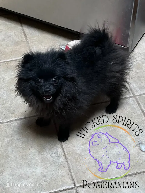 AKC GEORGE – Pomeranian puppy for sale in Watkins Glen, NY