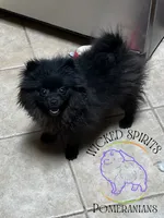 AKC GEORGE, a male Pomeranian for sale in Watkins Glen, NY – 1 of 8