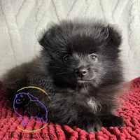 AKC FERNANDO , a male Pomeranian for sale in Watkins Glen, NY – 2 of 8
