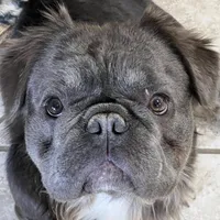 Fat Daddy, a male French Bulldog for sale in Bloomington, IL – Photo 1 of 2