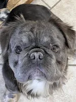 Fat Daddy, a male French Bulldog for sale in Bloomington, IL – Photo 1 of 2