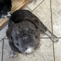 Fat Daddy, a male French Bulldog for sale in Bloomington, IL – Photo 2 of 2