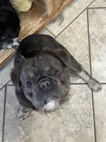 Fat Daddy, a male French Bulldog for sale in Bloomington, IL – Photo 2 of 2