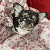 Blue Jeans, a male French Bulldog for sale in Bloomington, IL – Photo 4 of 6