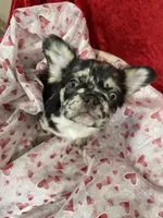 Blue Jeans, a male French Bulldog for sale in Bloomington, IL – Photo 4 of 6