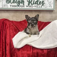 Blue Jeans, a male French Bulldog for sale in Bloomington, IL – Photo 6 of 6