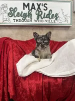 Blue Jeans, a male French Bulldog for sale in Bloomington, IL – Photo 6 of 6