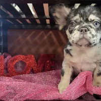 Blue Jeans, a male French Bulldog for sale in Bloomington, IL – Photo 2 of 6