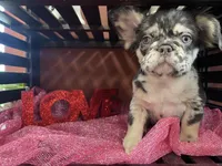 Blue Jeans, a male French Bulldog for sale in Bloomington, IL – Photo 2 of 6