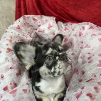 Blue Jeans, a male French Bulldog for sale in Bloomington, IL – Photo 1 of 6