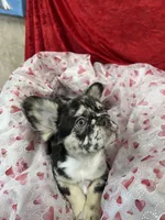 Blue Jeans, a male French Bulldog for sale in Bloomington, IL – Photo 1 of 6