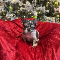 Blue Jeans, a male French Bulldog for sale in Bloomington, IL – Photo 5 of 6