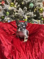 Blue Jeans, a male French Bulldog for sale in Bloomington, IL – Photo 5 of 6