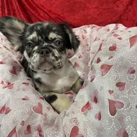 Blue Jeans, a male French Bulldog for sale in Bloomington, IL – Photo 3 of 6