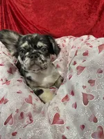 Blue Jeans, a male French Bulldog for sale in Bloomington, IL – Photo 3 of 6