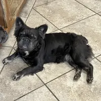 Birdie, a female French Bulldog for sale in Bloomington, IL – Photo 2 of 2