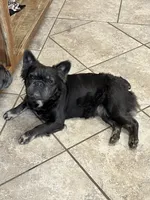 Birdie, a female French Bulldog for sale in Bloomington, IL – Photo 2 of 2