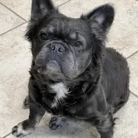 Birdie, a female French Bulldog for sale in Bloomington, IL – Photo 1 of 2