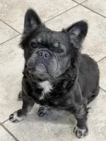 Birdie, a female French Bulldog for sale in Bloomington, IL – Photo 1 of 2