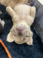 processed/b8feaa15-037a-4e48-bd4a-cb4b8e5d5b52/listing/62239bbd-d18a-458d-8478-ae3ab578affe/28419d8c-06c3-401d-9d00-1d24684f82b3