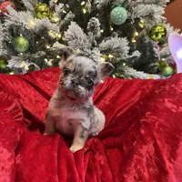 Kingston, a male French Bulldog for sale in Bloomington, IL – Photo 4 of 6