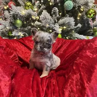 Kingston, a male French Bulldog for sale in Bloomington, IL – Photo 6 of 6