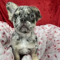 Kingston, a male French Bulldog for sale in Bloomington, IL – Photo 3 of 6