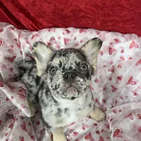 Kingston, a male French Bulldog for sale in Bloomington, IL – Photo 2 of 6