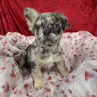 Kingston, a male French Bulldog for sale in Bloomington, IL – Photo 1 of 6