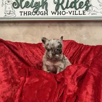 Kingston, a male French Bulldog for sale in Bloomington, IL – Photo 5 of 6