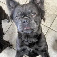 Harper, a female French Bulldog for sale in Bloomington, IL – Photo 1 of 2