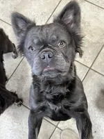 Harper, a female French Bulldog for sale in Bloomington, IL – Photo 1 of 2