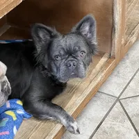 Harper, a female French Bulldog for sale in Bloomington, IL – Photo 2 of 2