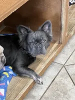 Harper, a female French Bulldog for sale in Bloomington, IL – Photo 2 of 2