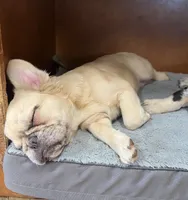 Maybelline, a female French Bulldog for sale in Bloomington, IL – 2 of 5